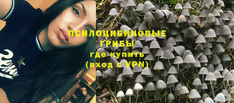 Галлюциногенные грибы Psilocybine cubensis  Белореченск 